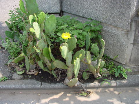 跡見群芳譜(外来植物譜 サボテン)